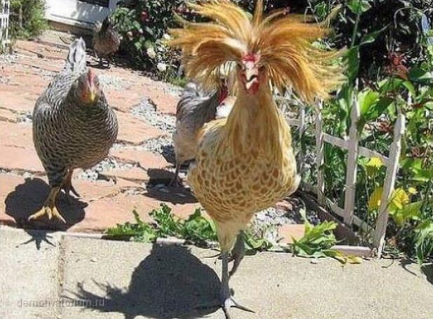 
               Meilleures images drôles  Nouvelle coupe 
              