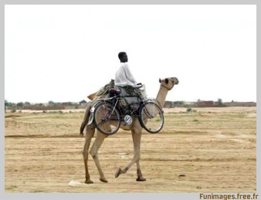  Image curieuse  le chameau 
              