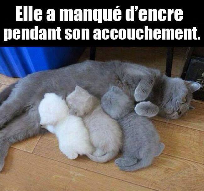 
               Meilleure image drole  Panne de cartouche 
              