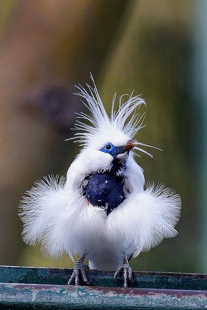  Image comique  cours de danse classique , photo blague
              