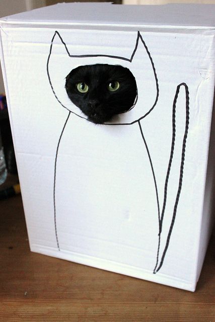  Image amusante  Boîte à chat , photo blague
              