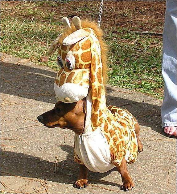 
               Meilleure photo blague  Si vous croisez cette girafe, 
              