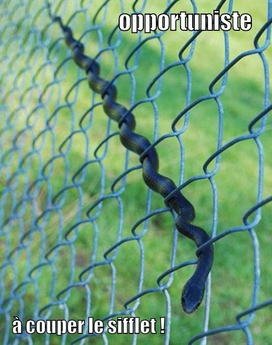 
               Meilleures image drole  serpent et grillage ... 
              