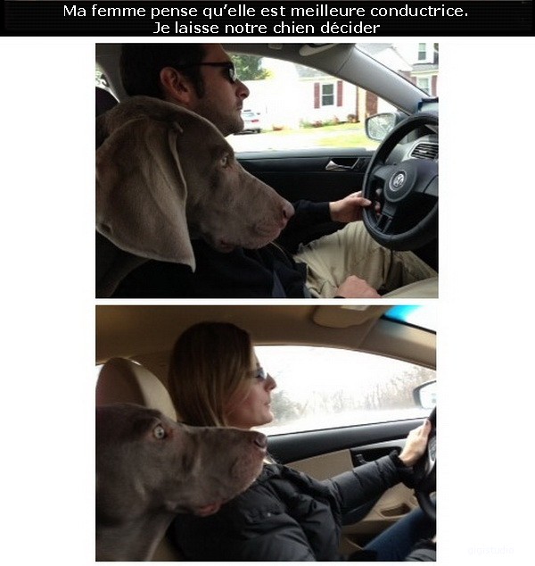 
               Meilleures images blagues  Conductrice idéale 
              