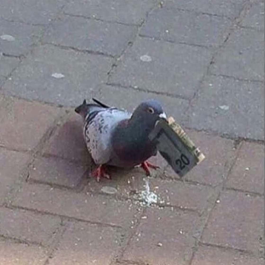  Image curieuse  ils m'ont vraiement pris pour un pigeon 
              