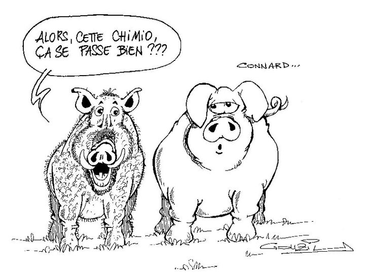 
               Meilleures images drôles  En porcin minutes à t'entendre et je te fous mon groin sur la G.....! 
              