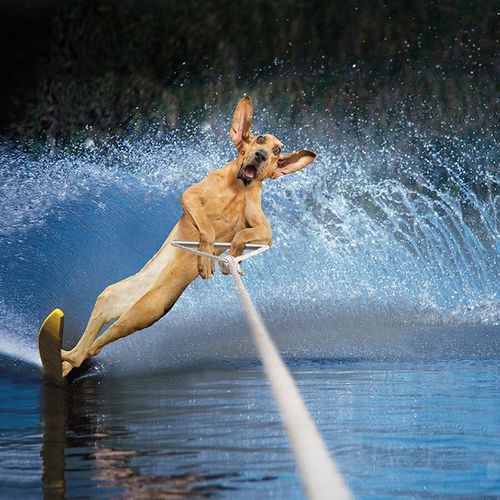 
               Meilleures images droles  chien nautique 
              