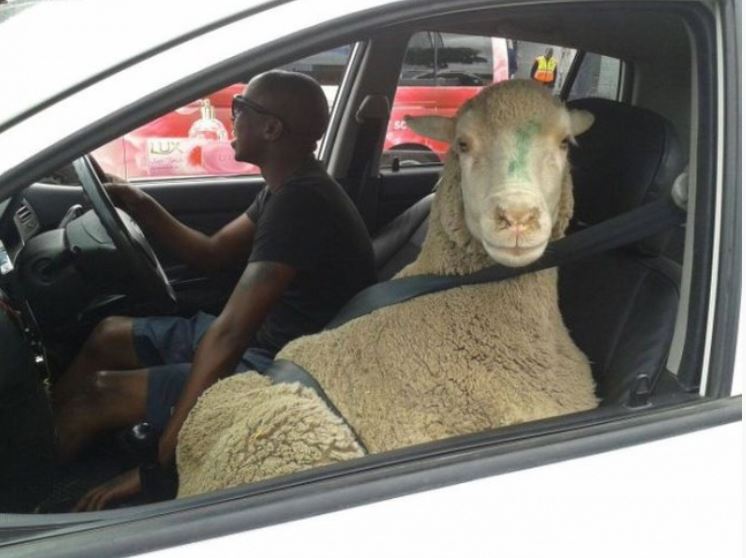 
               Meilleure image drole  On est tous des moutons 
              