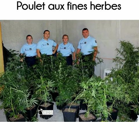 
               Meilleures images drôles  pour vos repas de Noêl 
              