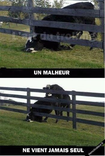 
               Meilleures images droles  Oh la vache ! 
              