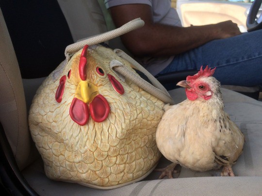 
               Meilleures image drole  Sac à main de nana ^^ 
              
