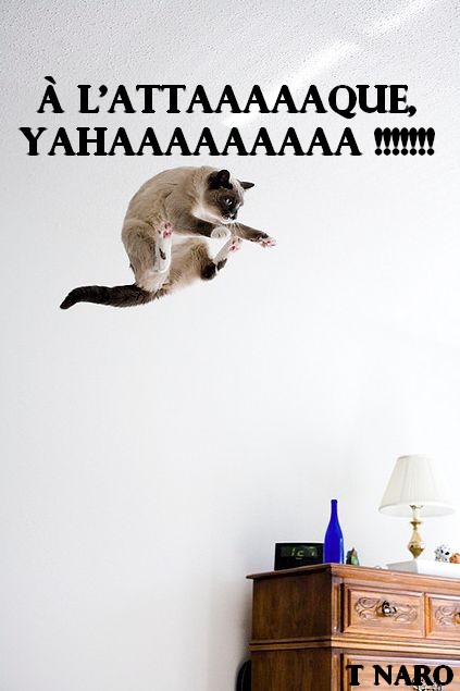 
               Meilleure image drole  Chattaque 
              
