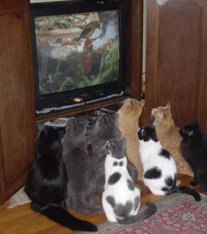 
               Meilleures images droles  Chat m'intéresse ! 
              