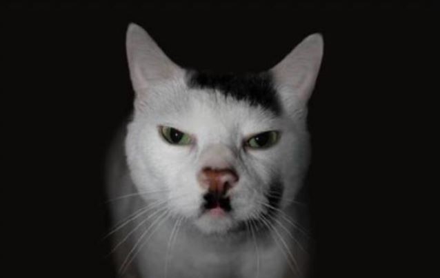 
               Meilleures images droles  Chat-pristi 
              