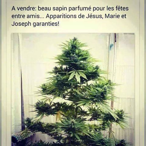  Image marrante  mon beau sapin... 
              