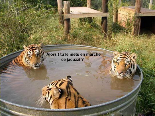  Image originale  Détente entre amis ! , photo blague
              