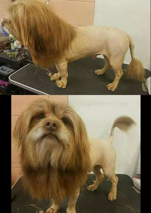 
               Meilleure photo blague  Vous pensez quoi de mon lion ? 
              