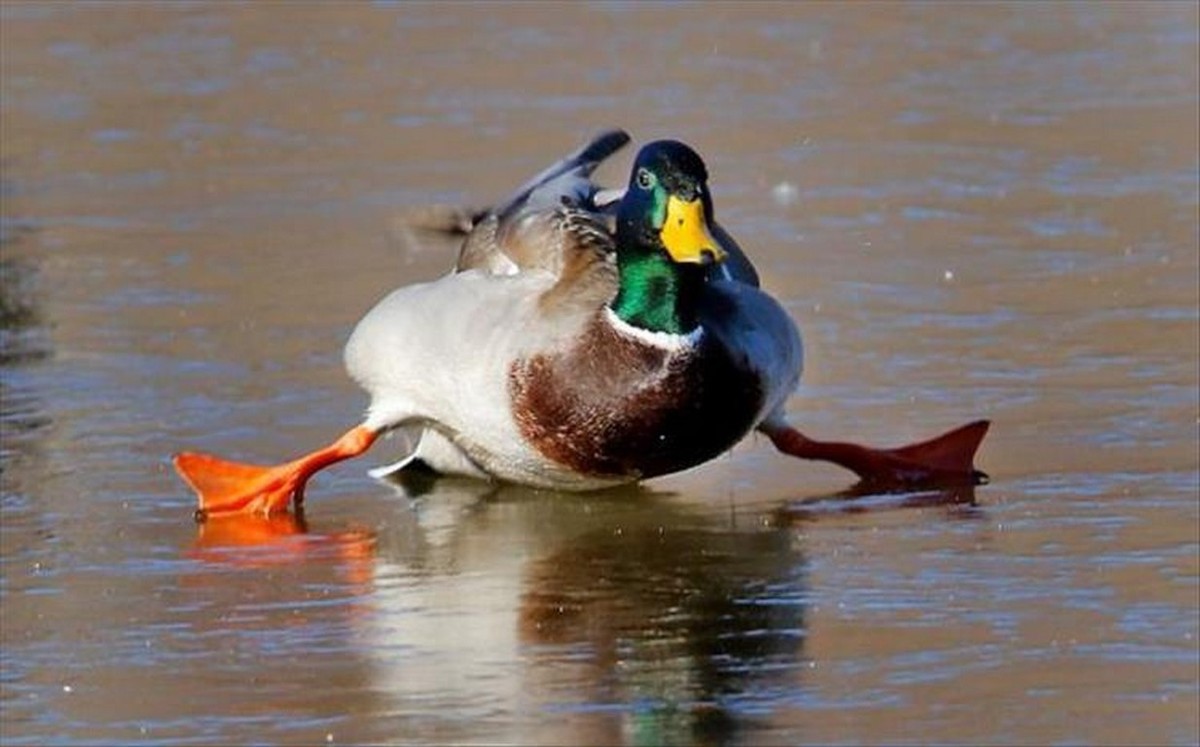 
               Meilleures images drôles  Atterrissage sur la glace... 
              