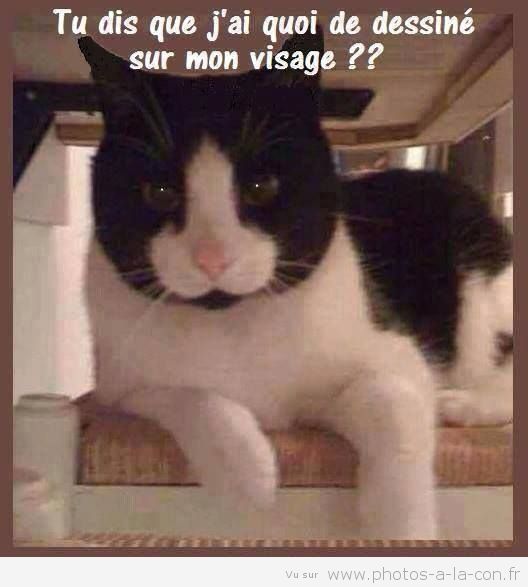  Image originale  chat alors 
              