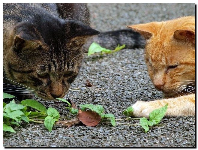  Image amusante  ne pas jouer avec la nourriture , photo blague
              