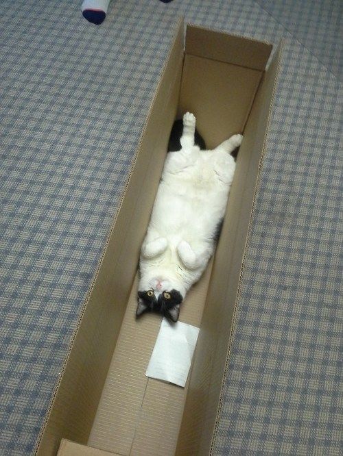 
               Meilleure photo blague  Cerceuil en carton pour chat mytho attendant la réincarnation après la mor
              