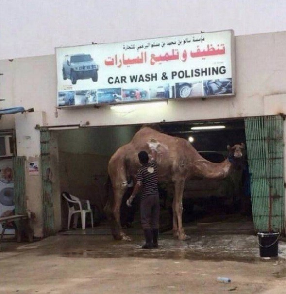 
               Meilleure image drole  Lavage de pro... 
              