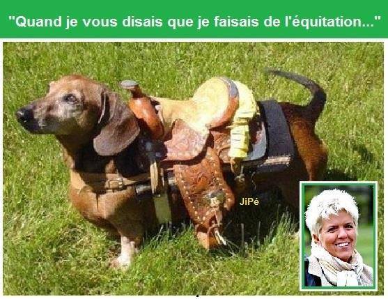 
               Meilleures images droles  un animal à la hauteur 
              