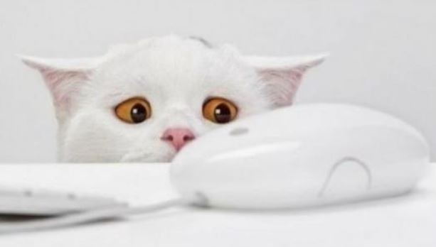 
               Meilleures images droles  Le Chat et la Souris 
              