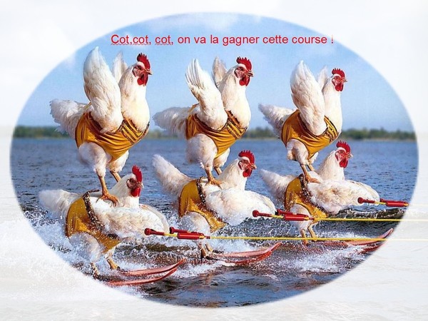  Image plaisante  course de coq , photo blague
              