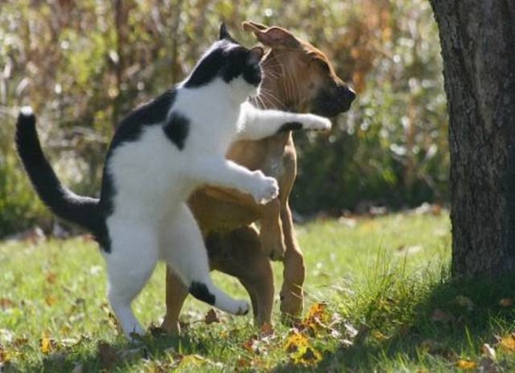 
               Meilleures images droles  Tiens, prends ça ! 
              