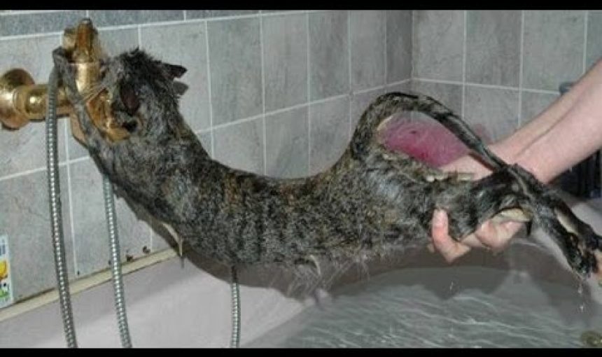 
               Meilleures image drole  Non mais à l'eau quoi 
              