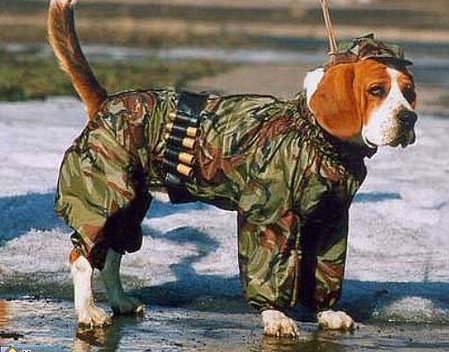 Image hilarante L'armée recrute