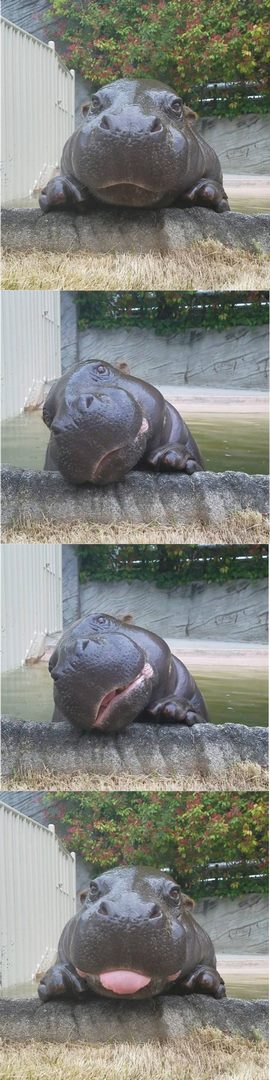 
               Meilleures image drole  Petit hippo 
              