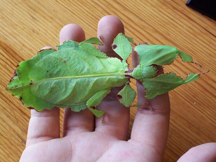 
               Meilleures images droles  Ce n'est pas une feuille d'arbre.. 
              