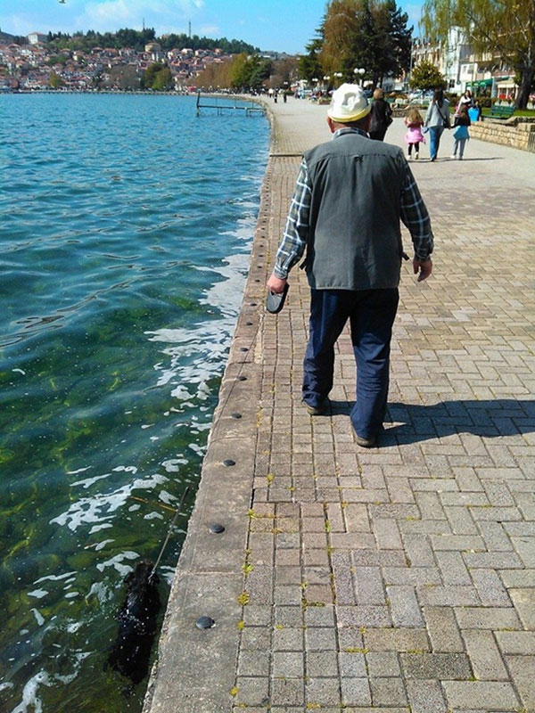 
               Meilleures image drole  promenade du chien 
              