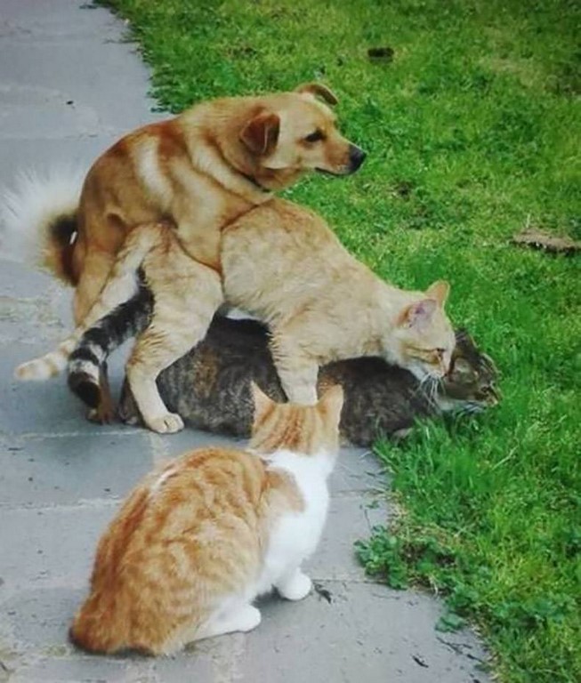 
               Meilleure photo blague  Toutou tente le coup ! 
              