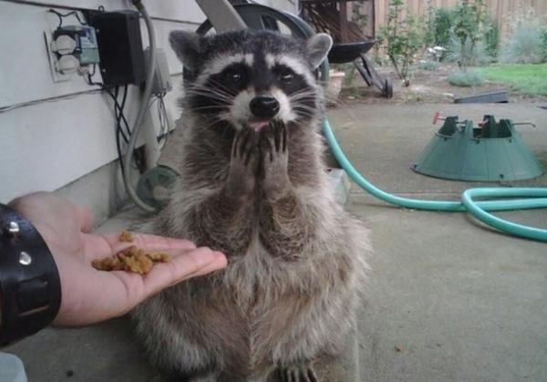 
               Meilleures image drole  Tout ça pour moi ? 
              