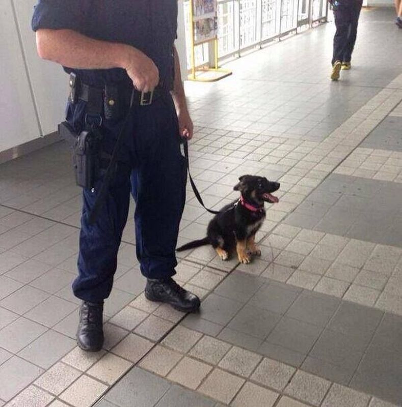  Image marrante  chien policier , photo blague
              