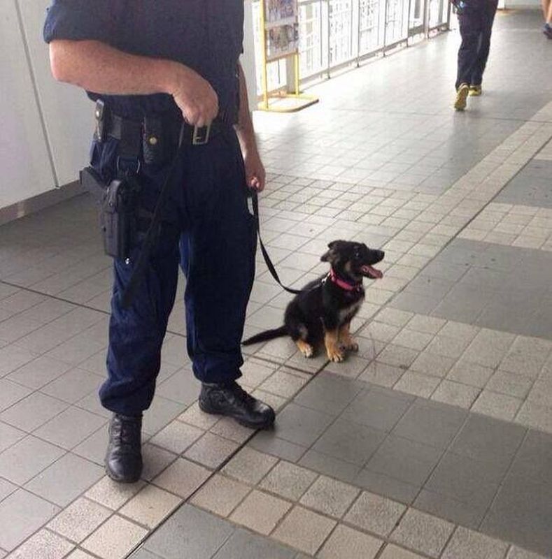 
               Meilleures image drole  chien policier 
              