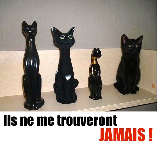 
               Meilleures image drole  catmouflage 
              