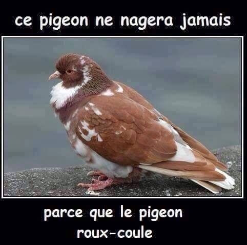 
               Meilleure photo blague  ON VA LE SAUVER DE LA NOYADE ALORS 
              