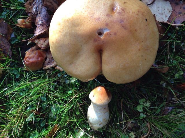 
               Meilleures images drôles  la nature est parfois bizarre 
              