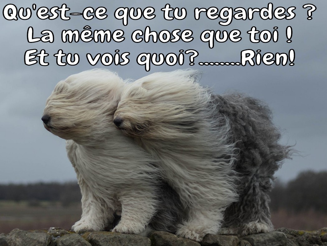 
               Meilleures images droles  à deux c'est mieux ? 
              