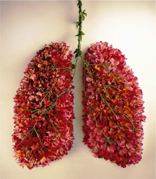 
               Meilleures images droles  des poumons parfumés 
              