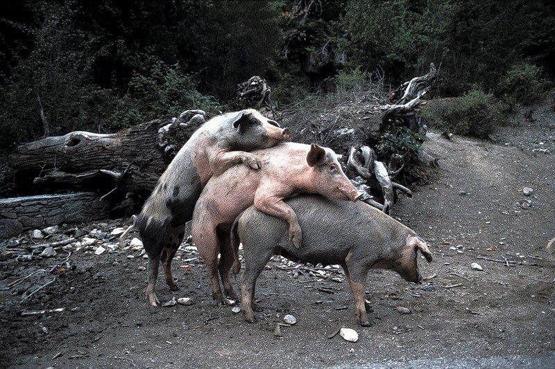  Image plaisante  tout est bon dans le cochon , photo blague
              