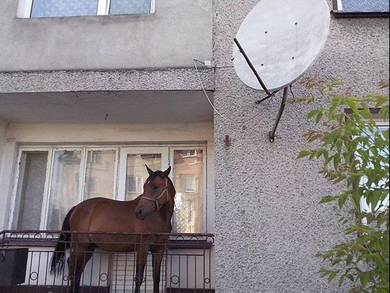  Image hilarante  j'ai mis de la viande au frais , photo blague
              