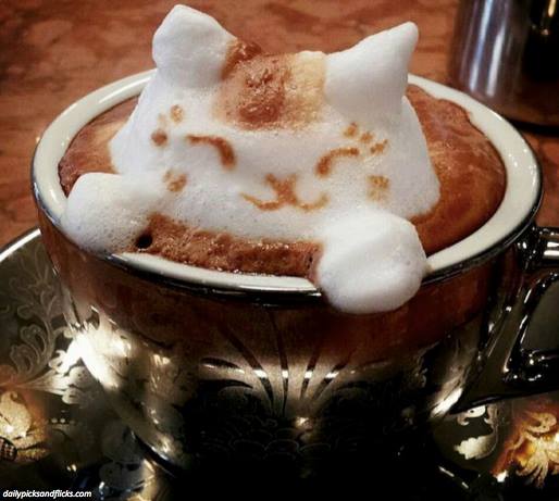 
               Meilleures images drôles  chat alors 
              