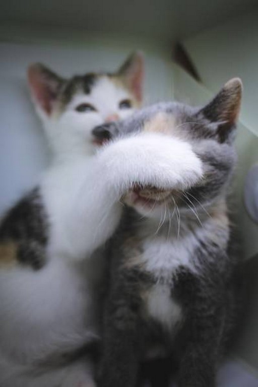 
               Meilleures images drôles  Regarde pas cette chatte ! 
              