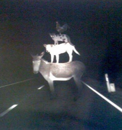  Image cocasse  Vu après une soirée arrosée 
              