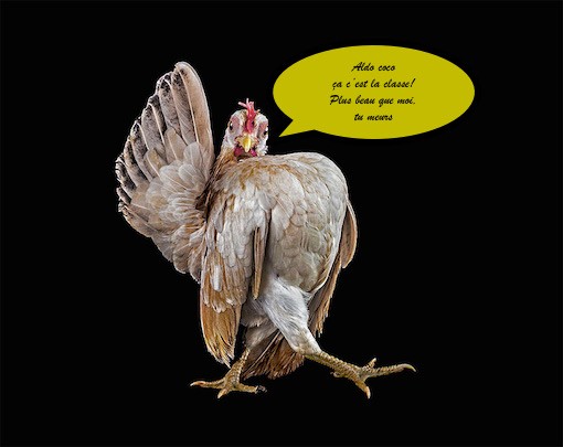 
               Meilleures images droles  Tais toi quand tu parles! Grazie à tutti. 
              